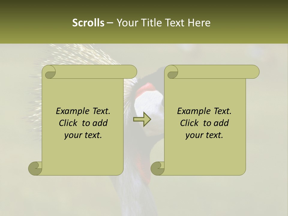 African Male Beak PowerPoint Template
