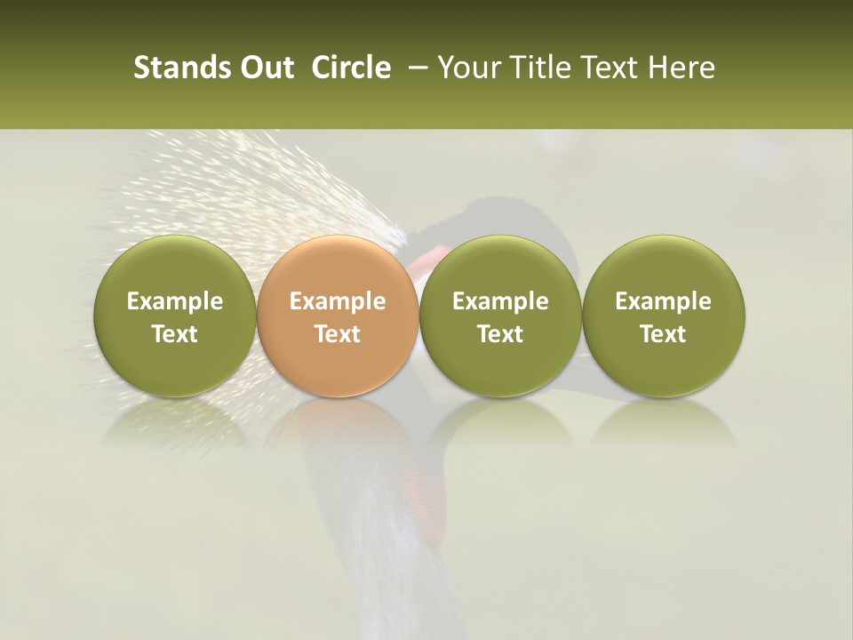 African Male Beak PowerPoint Template