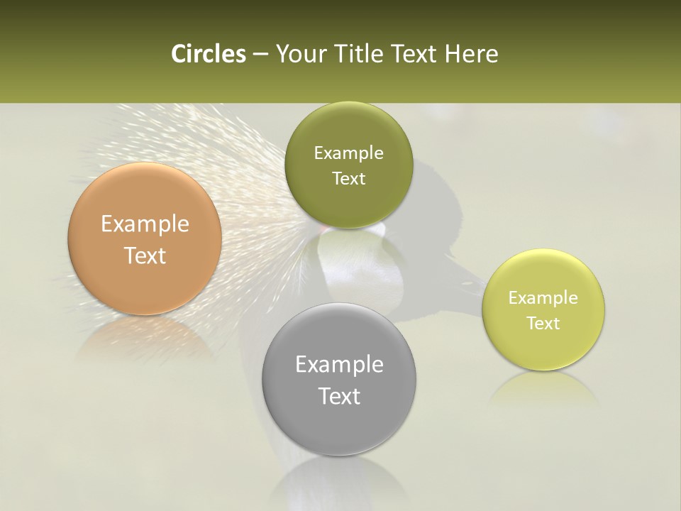 African Male Beak PowerPoint Template