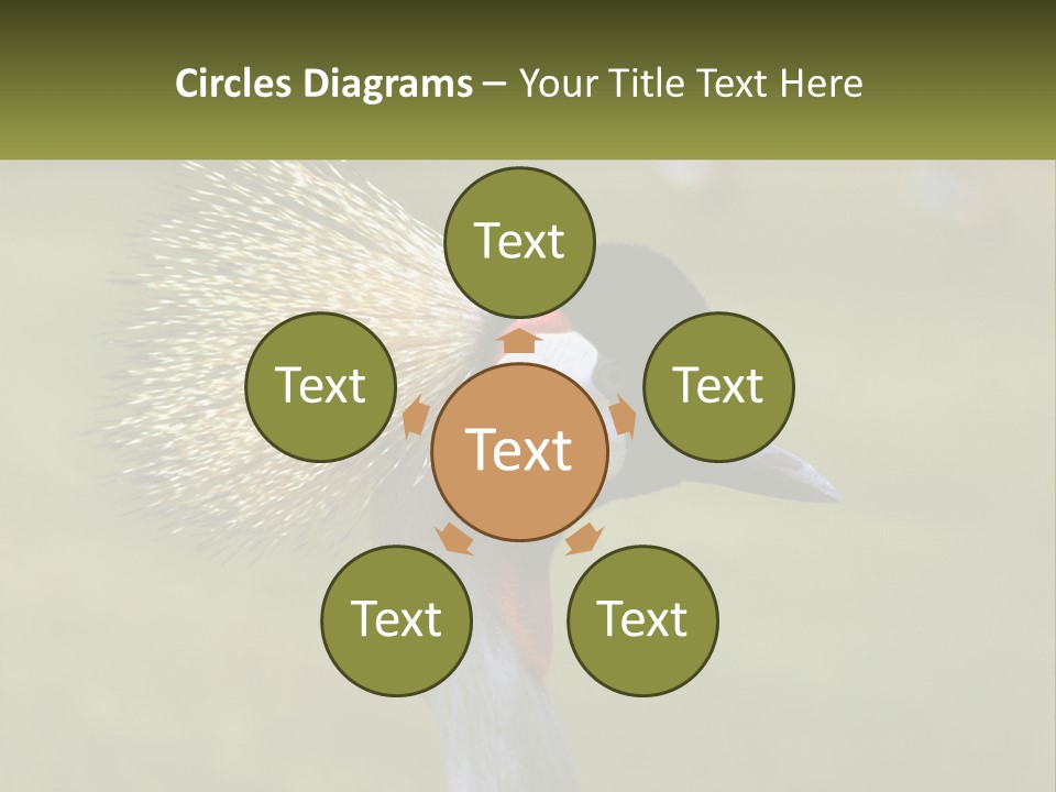 African Male Beak PowerPoint Template