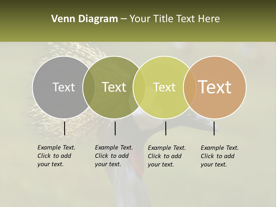 African Male Beak PowerPoint Template