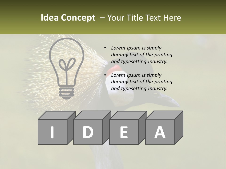 African Male Beak PowerPoint Template