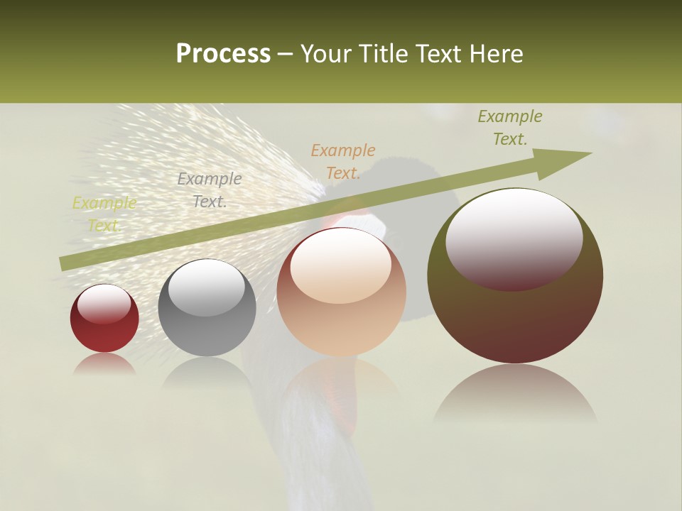 African Male Beak PowerPoint Template