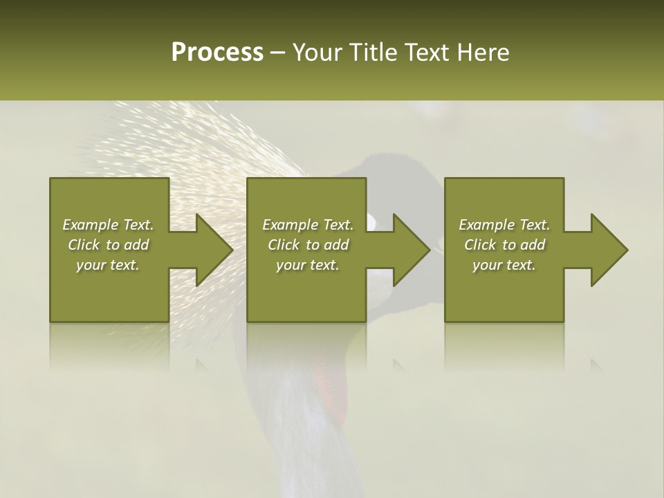 African Male Beak PowerPoint Template