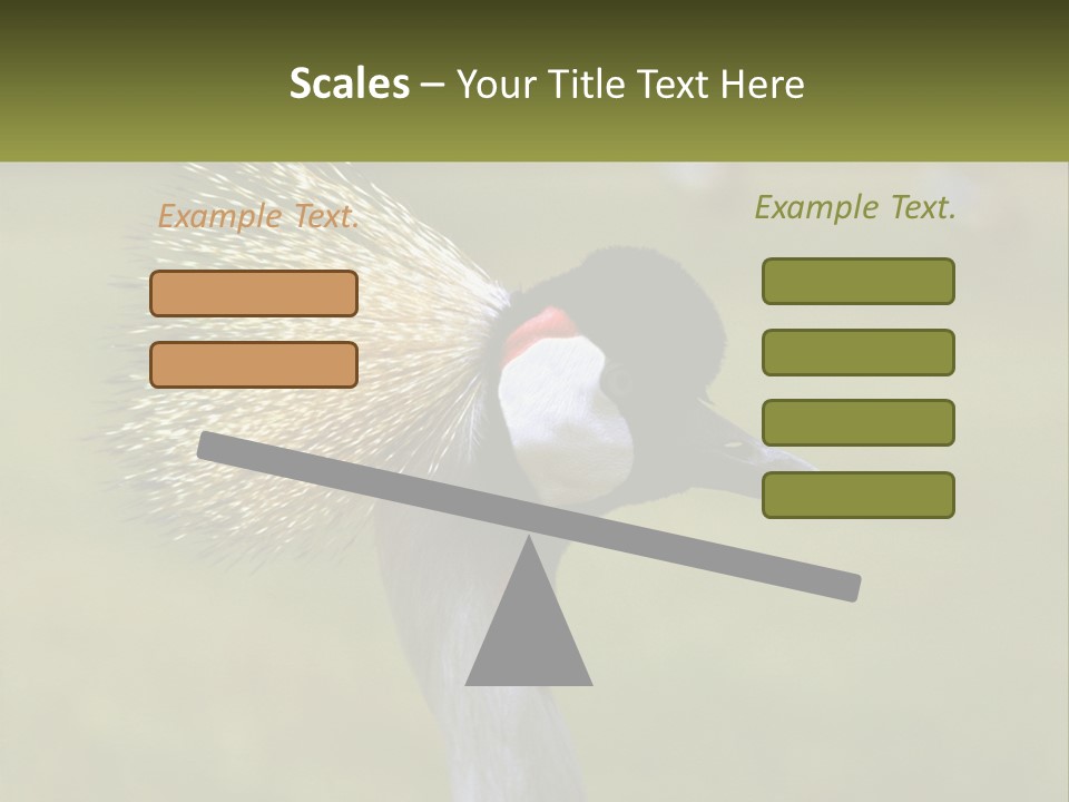 African Male Beak PowerPoint Template