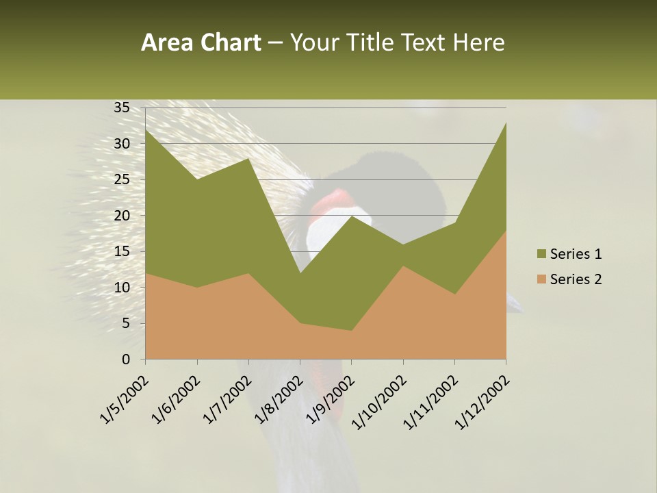 African Male Beak PowerPoint Template
