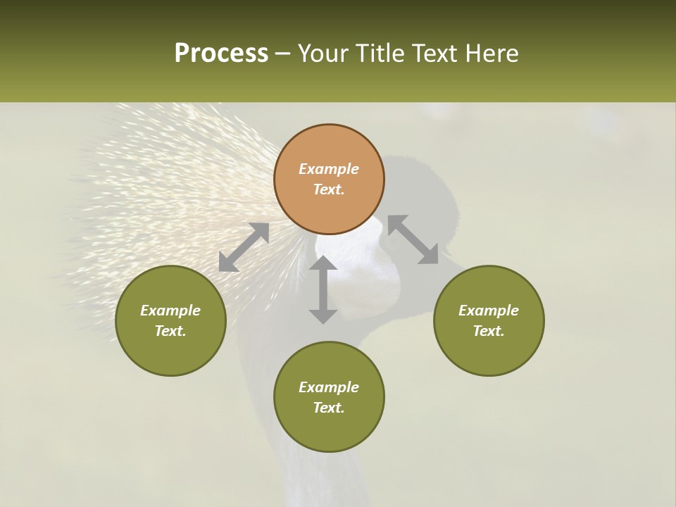 African Male Beak PowerPoint Template