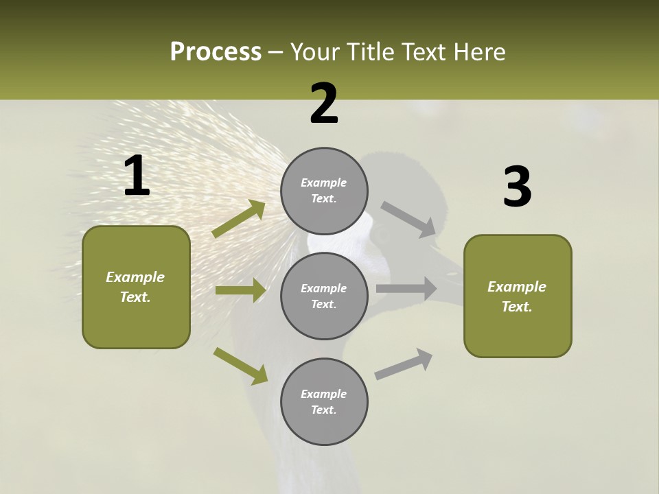 African Male Beak PowerPoint Template