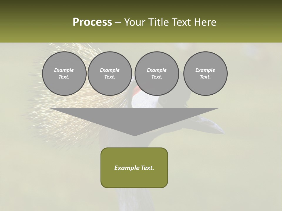 African Male Beak PowerPoint Template