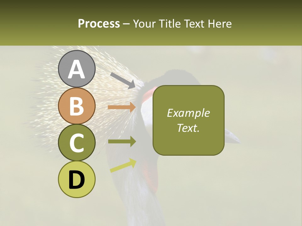 African Male Beak PowerPoint Template