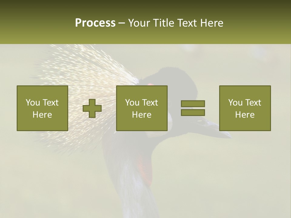 African Male Beak PowerPoint Template