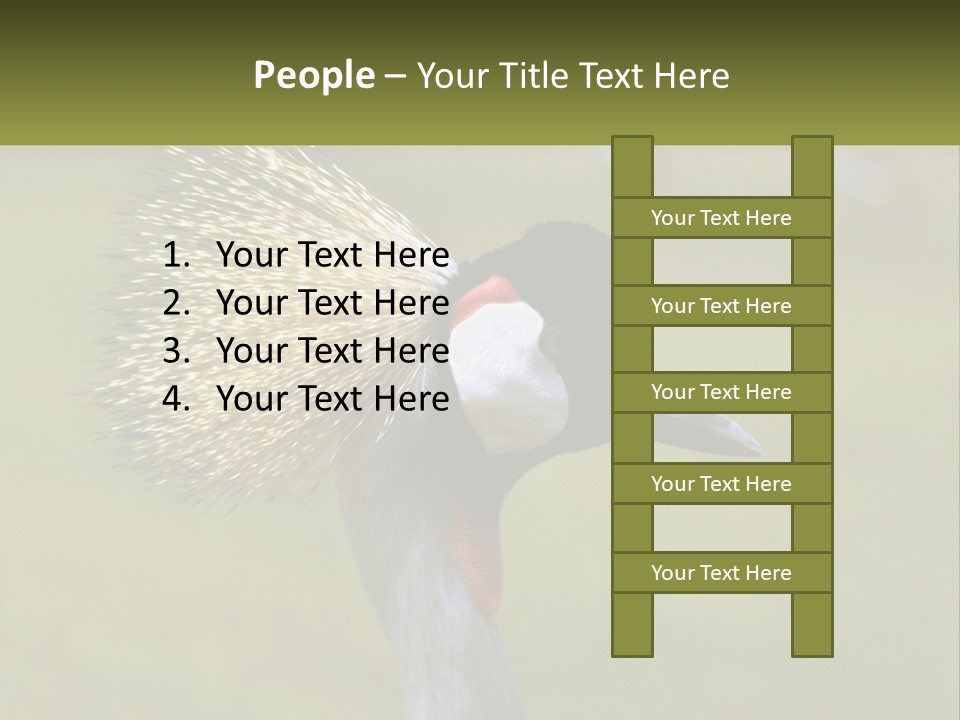 African Male Beak PowerPoint Template