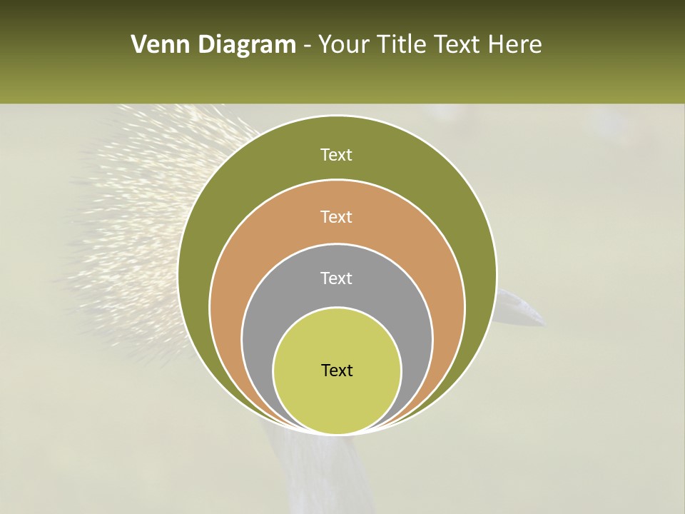 African Male Beak PowerPoint Template