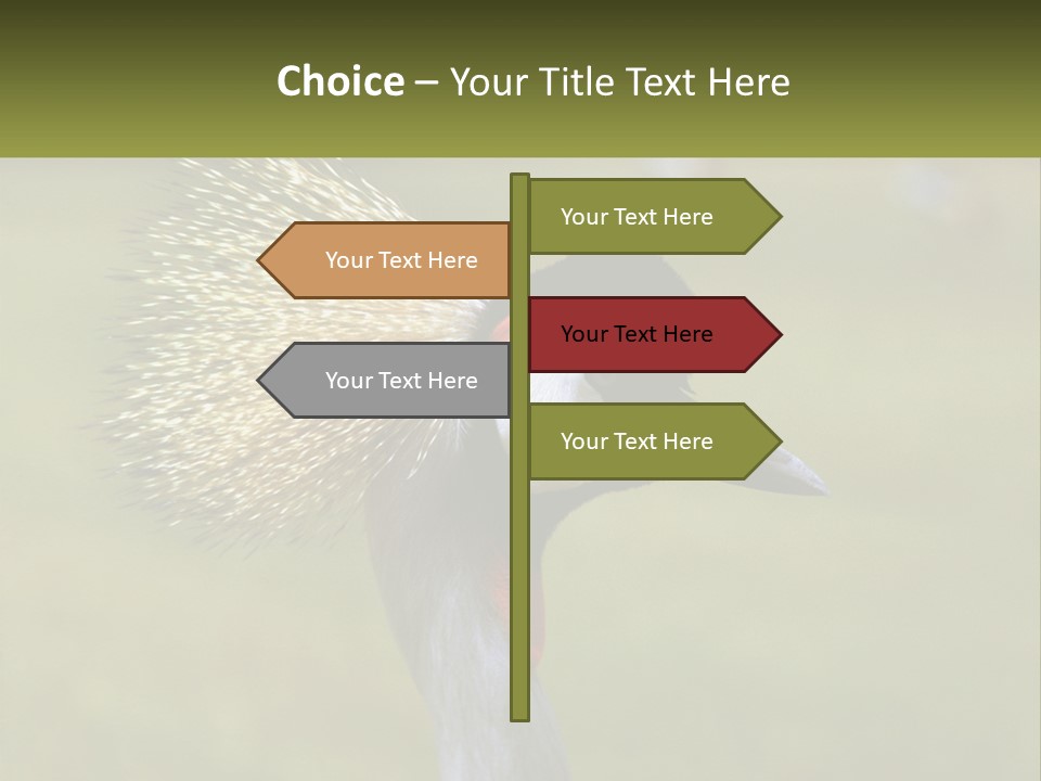 African Male Beak PowerPoint Template