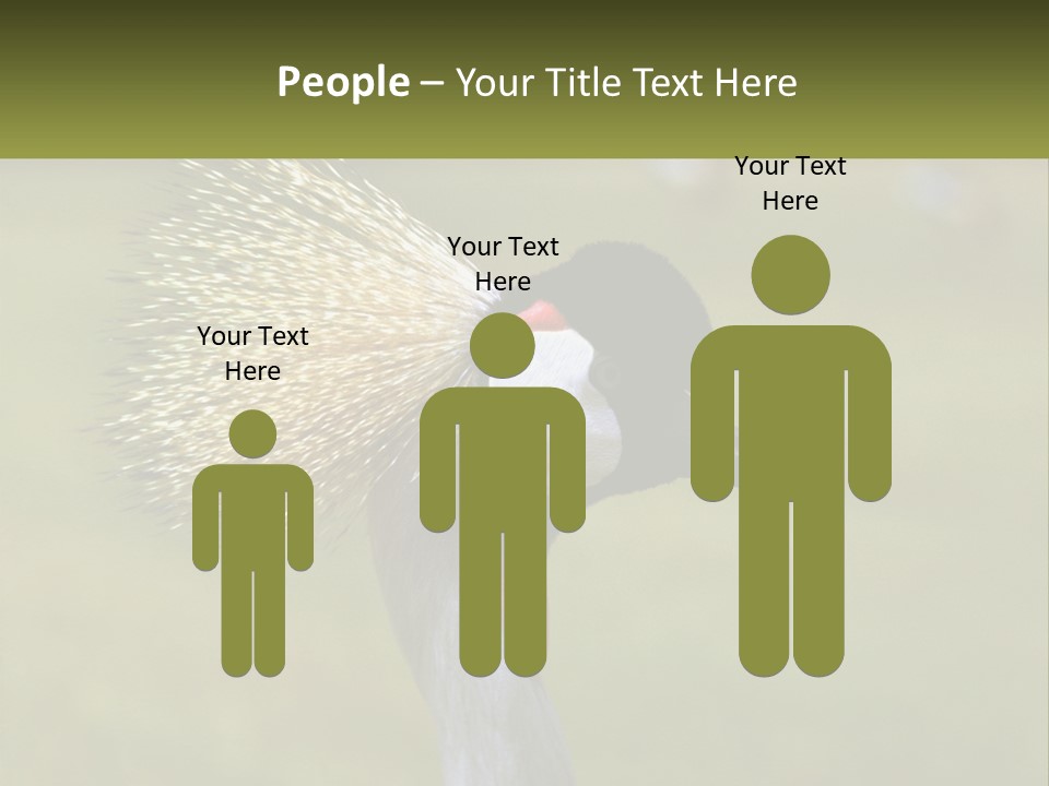 African Male Beak PowerPoint Template