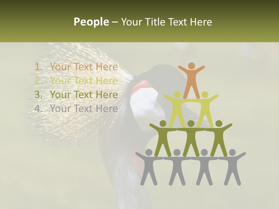 African Male Beak PowerPoint Template