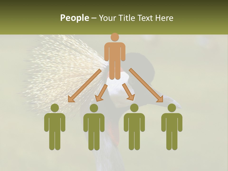 African Male Beak PowerPoint Template