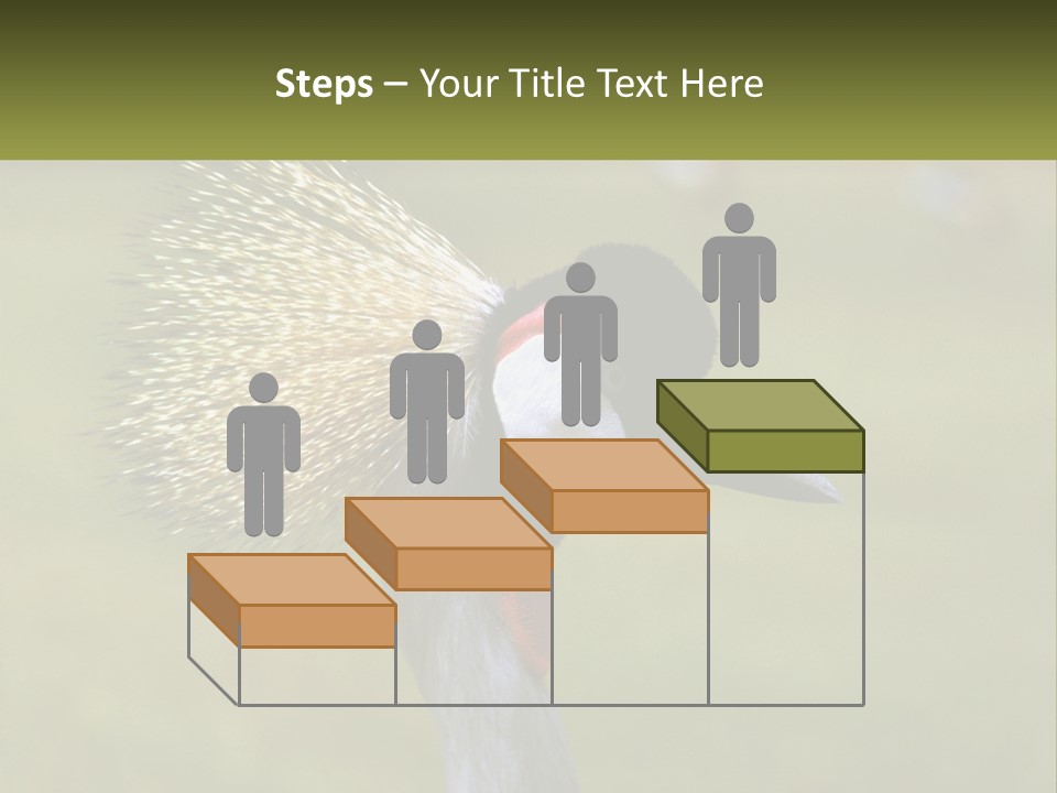 African Male Beak PowerPoint Template