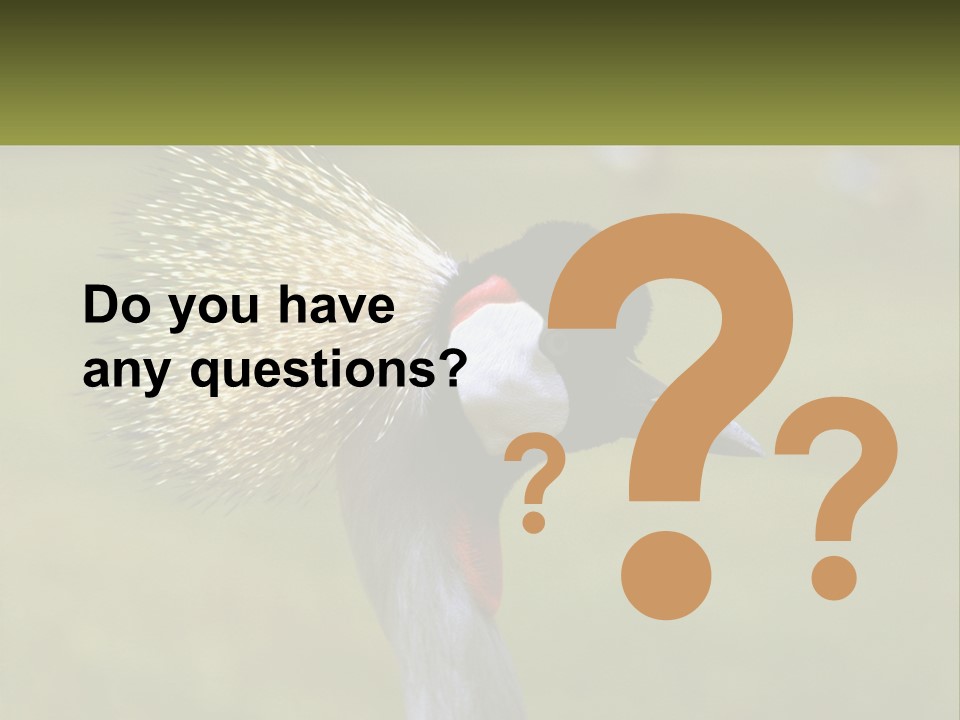 African Male Beak PowerPoint Template