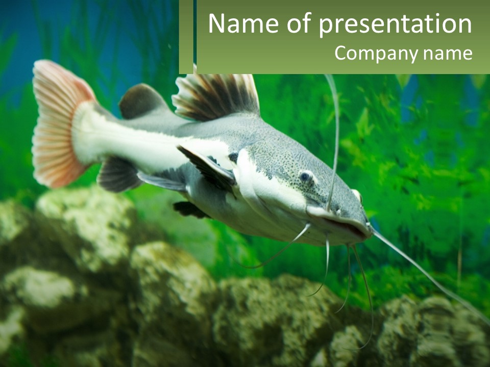 Phractocephalus Sheatfish Red PowerPoint Template