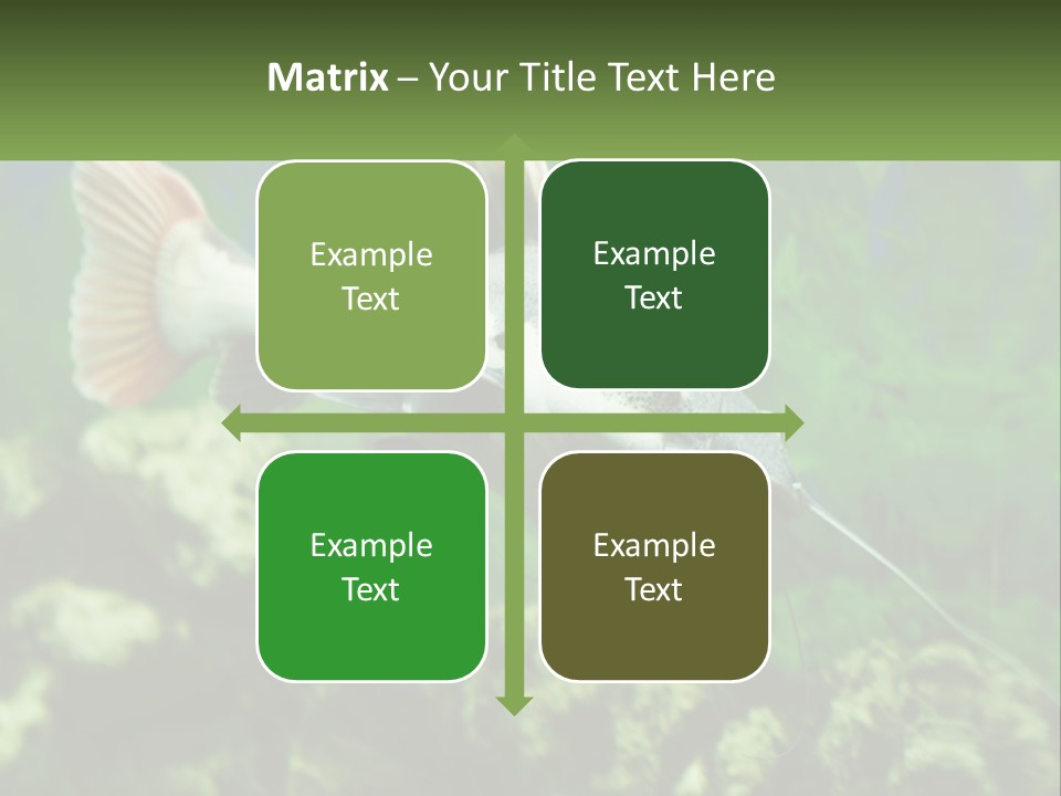 Phractocephalus Sheatfish Red PowerPoint Template