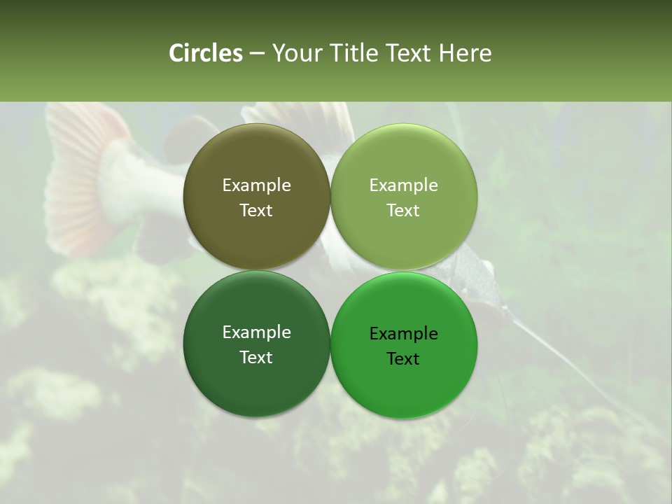 Phractocephalus Sheatfish Red PowerPoint Template