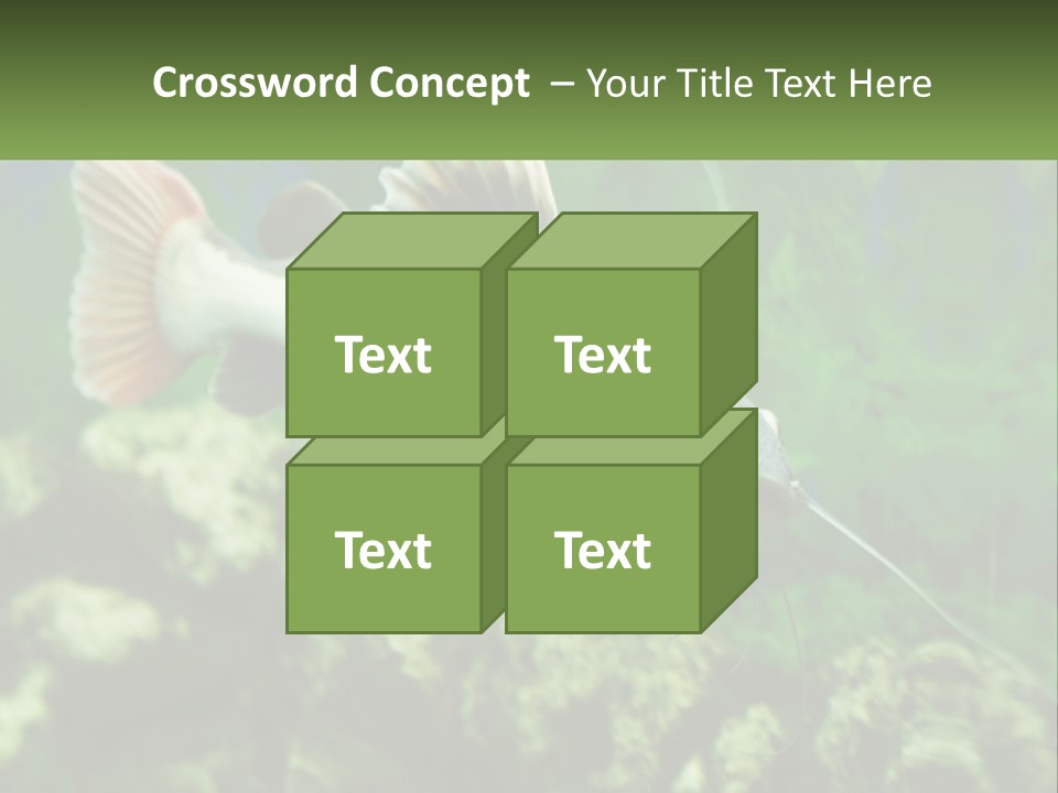 Phractocephalus Sheatfish Red PowerPoint Template