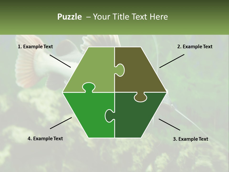 Phractocephalus Sheatfish Red PowerPoint Template