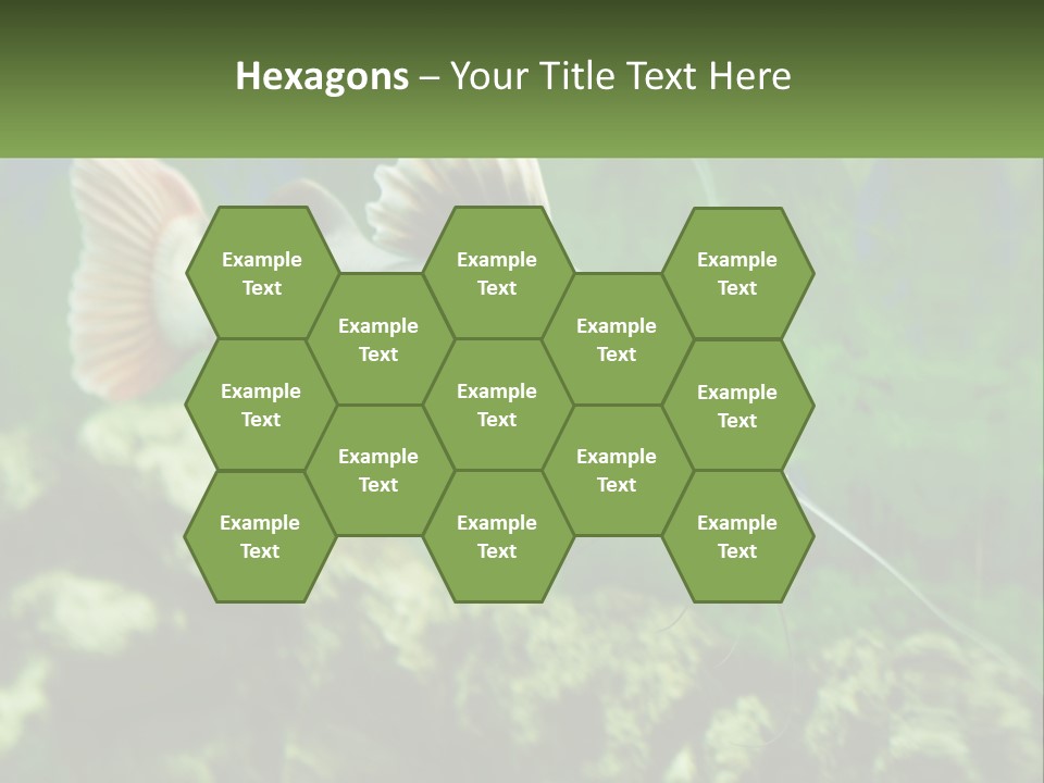 Phractocephalus Sheatfish Red PowerPoint Template