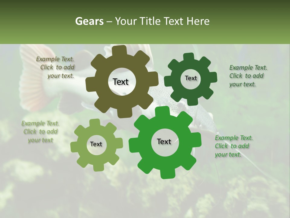 Phractocephalus Sheatfish Red PowerPoint Template