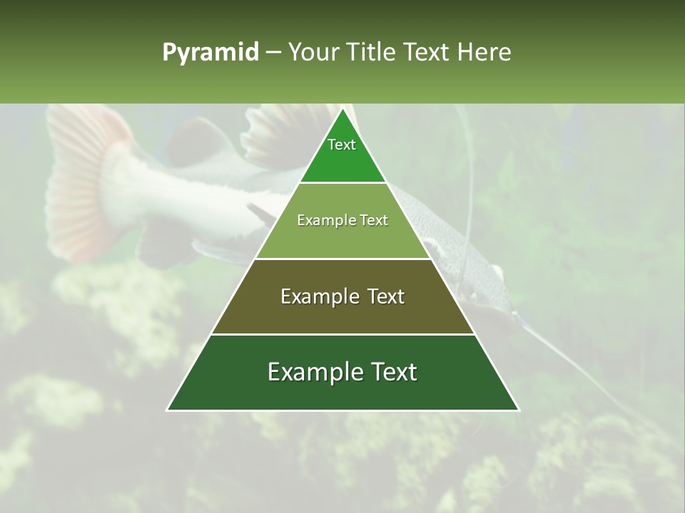 Phractocephalus Sheatfish Red PowerPoint Template