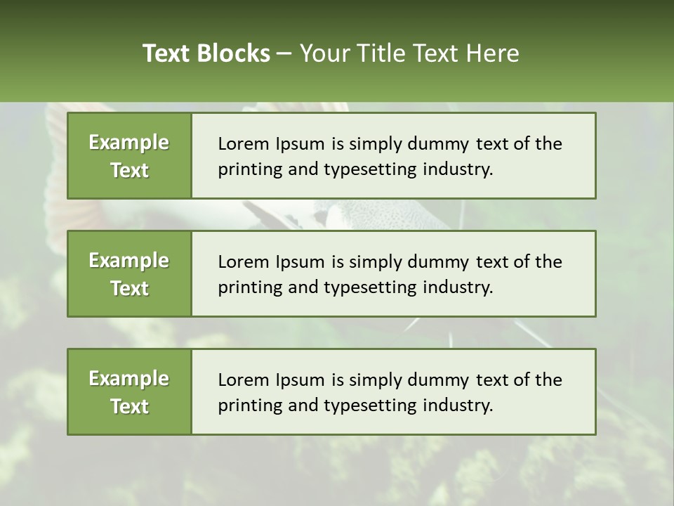 Phractocephalus Sheatfish Red PowerPoint Template