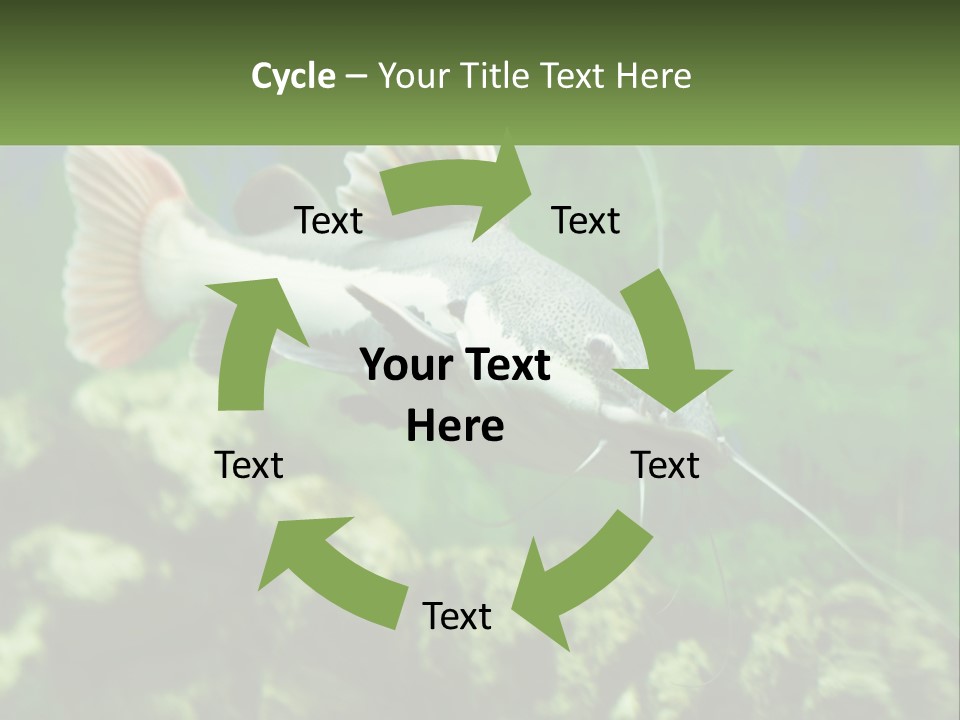 Phractocephalus Sheatfish Red PowerPoint Template