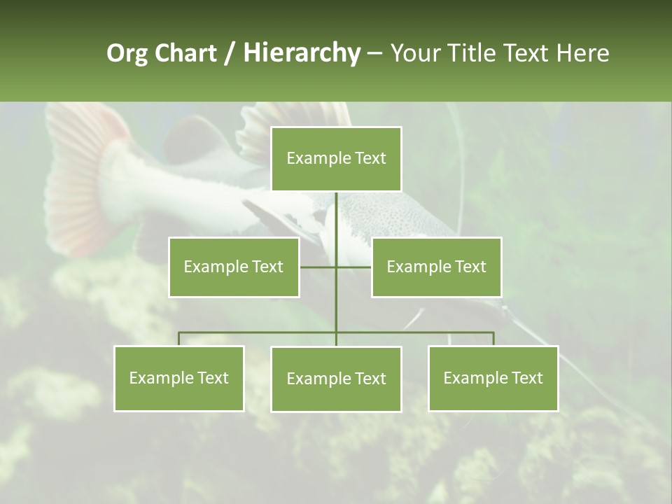 Phractocephalus Sheatfish Red PowerPoint Template