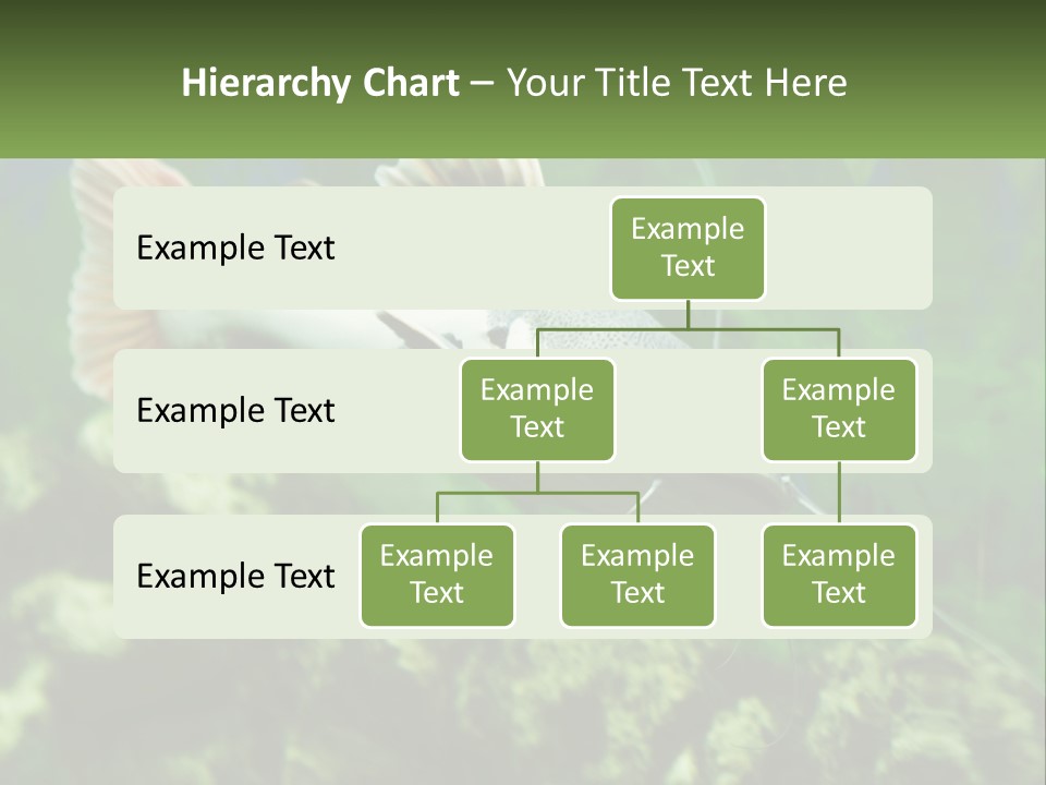 Phractocephalus Sheatfish Red PowerPoint Template
