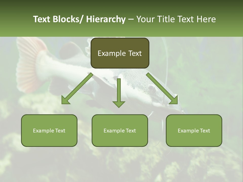 Phractocephalus Sheatfish Red PowerPoint Template