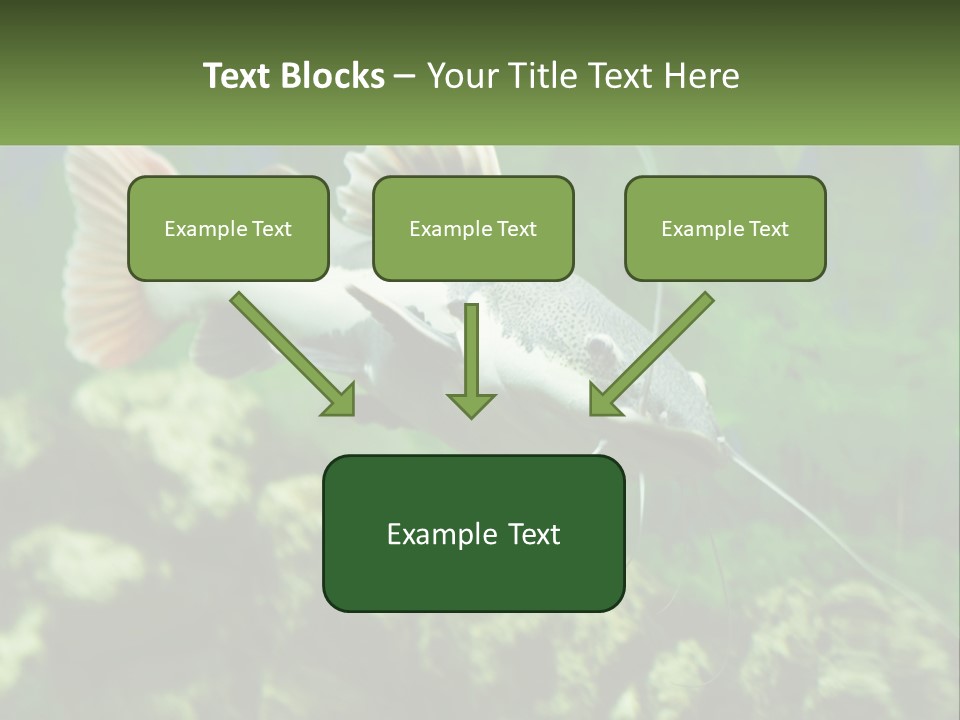 Phractocephalus Sheatfish Red PowerPoint Template