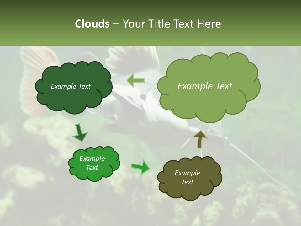 Phractocephalus Sheatfish Red PowerPoint Template