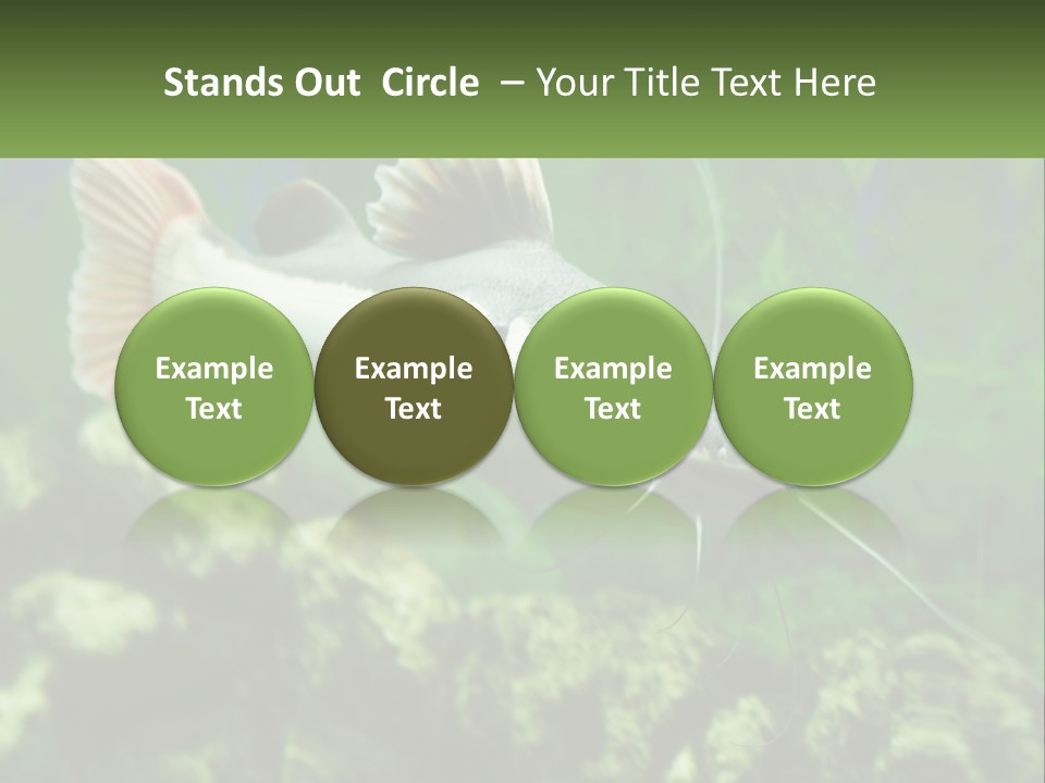 Phractocephalus Sheatfish Red PowerPoint Template