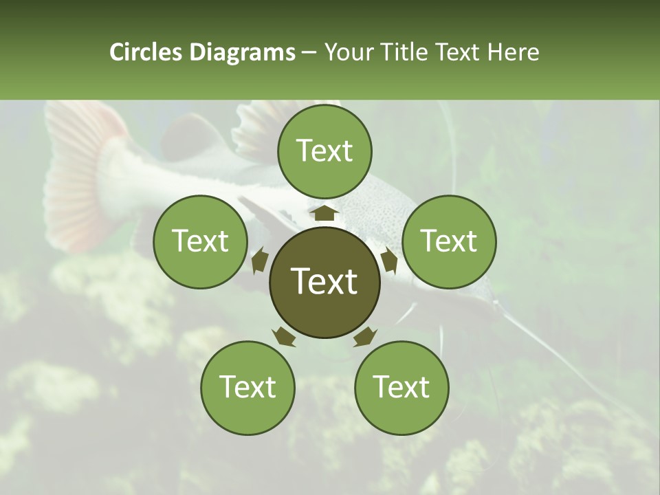 Phractocephalus Sheatfish Red PowerPoint Template