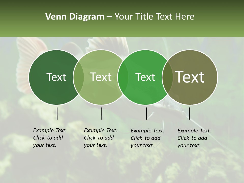 Phractocephalus Sheatfish Red PowerPoint Template