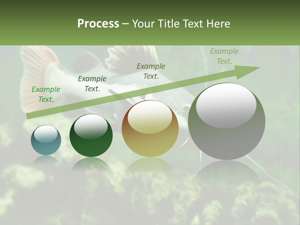 Phractocephalus Sheatfish Red PowerPoint Template