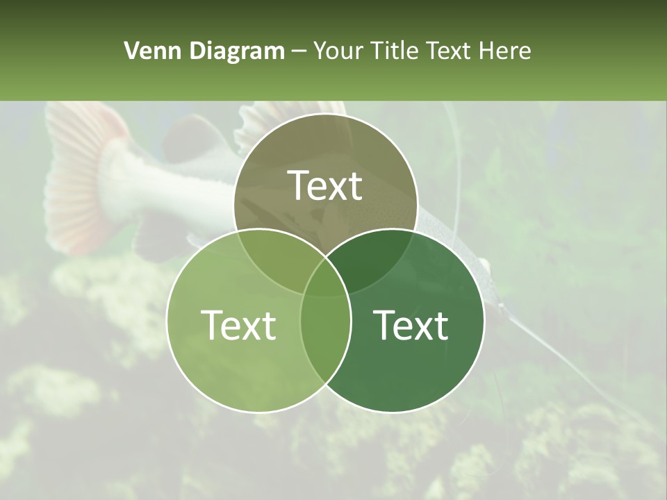 Phractocephalus Sheatfish Red PowerPoint Template