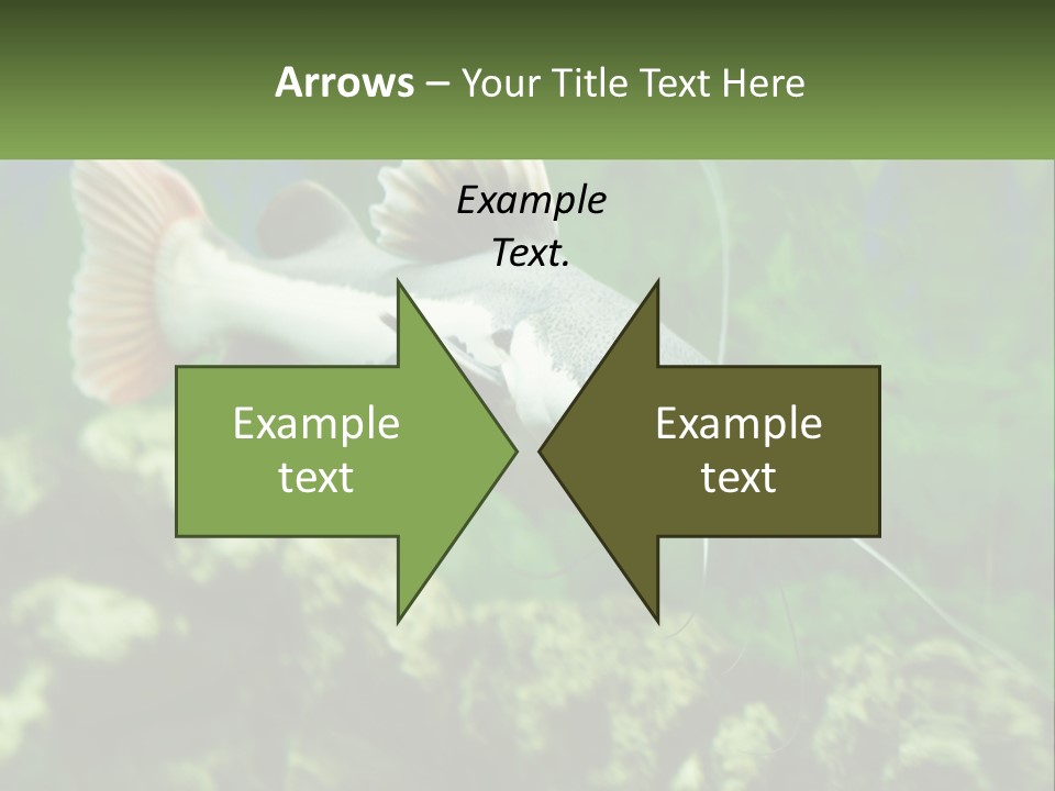 Phractocephalus Sheatfish Red PowerPoint Template