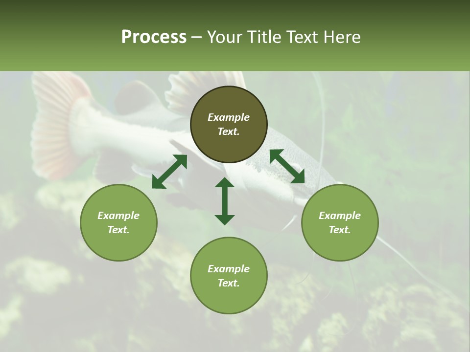 Phractocephalus Sheatfish Red PowerPoint Template