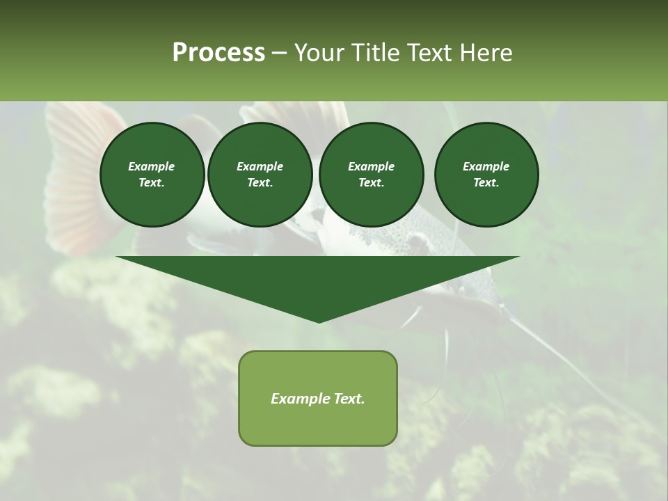 Phractocephalus Sheatfish Red PowerPoint Template