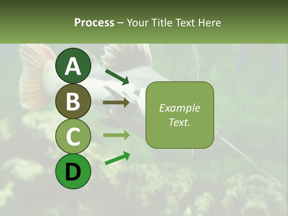 Phractocephalus Sheatfish Red PowerPoint Template