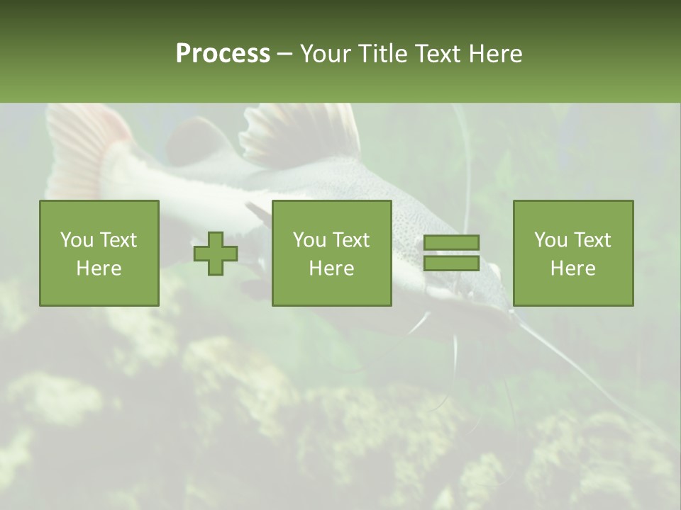 Phractocephalus Sheatfish Red PowerPoint Template