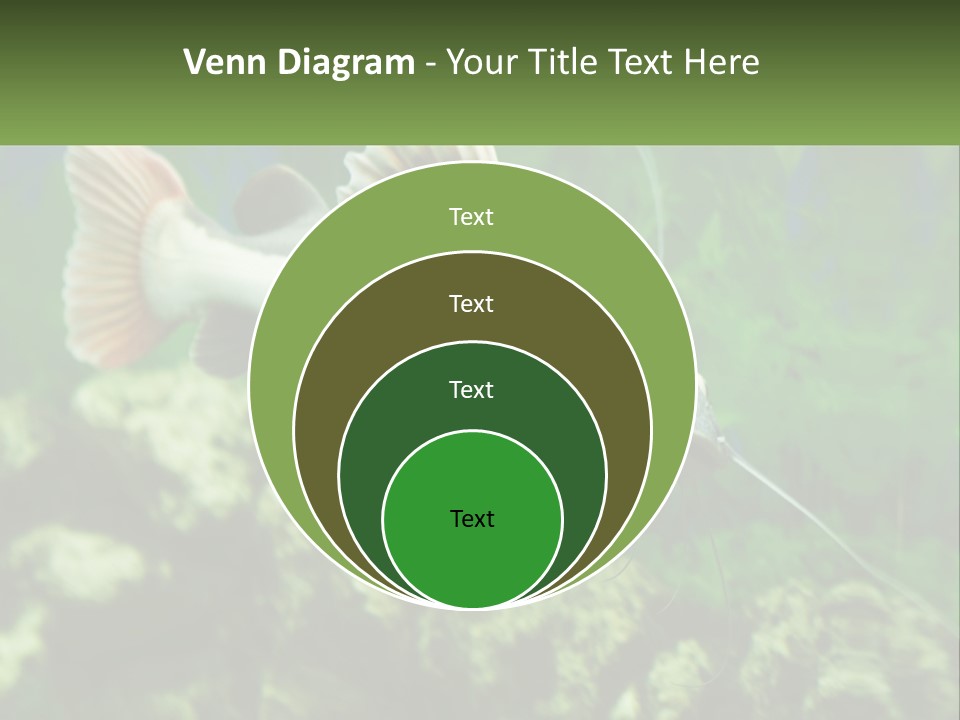 Phractocephalus Sheatfish Red PowerPoint Template