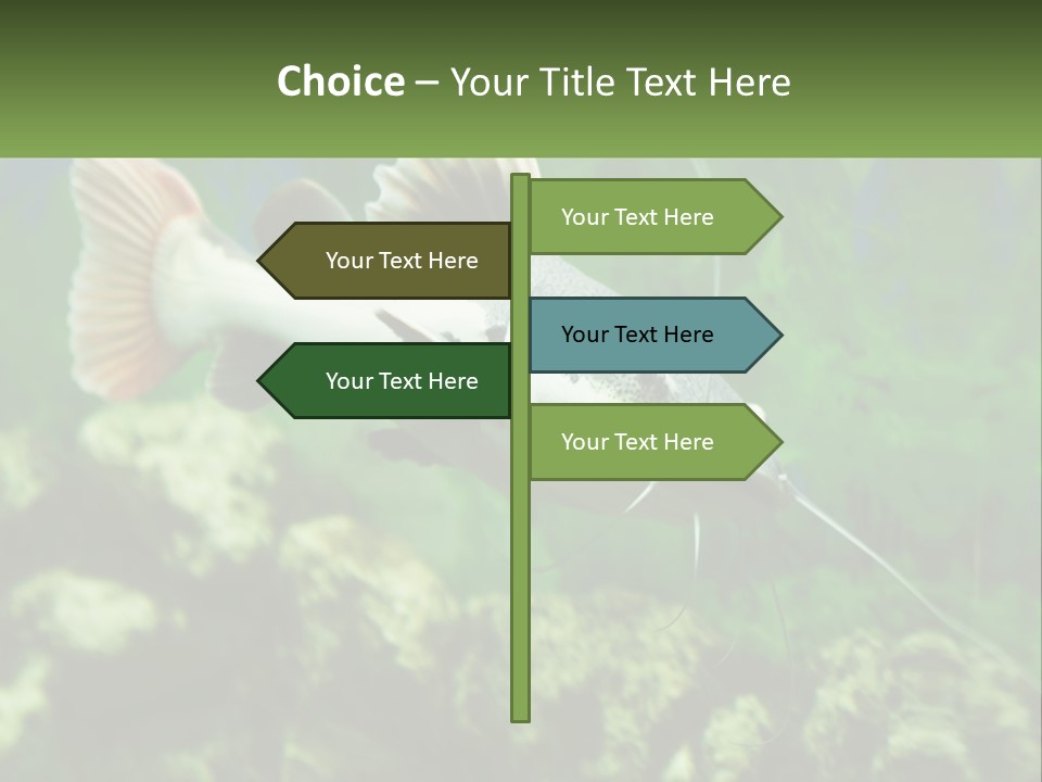 Phractocephalus Sheatfish Red PowerPoint Template